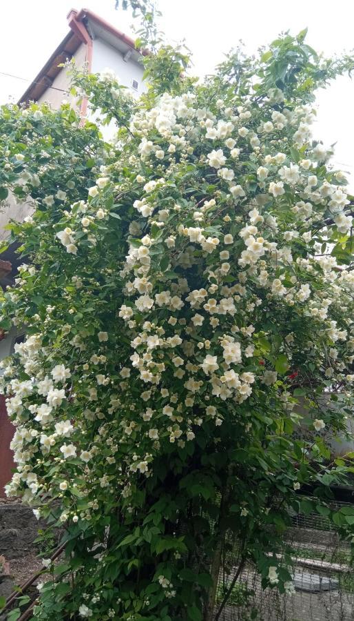 فندق Kizikis Kari سينغناغي المظهر الخارجي الصورة